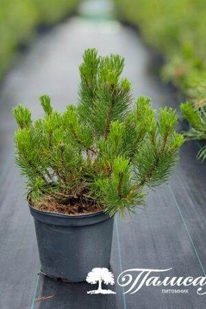 Сосна горная, Польша