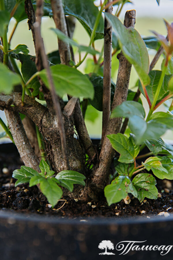 Калина обыкновенная (Viburnum opulus) — изображение 2
