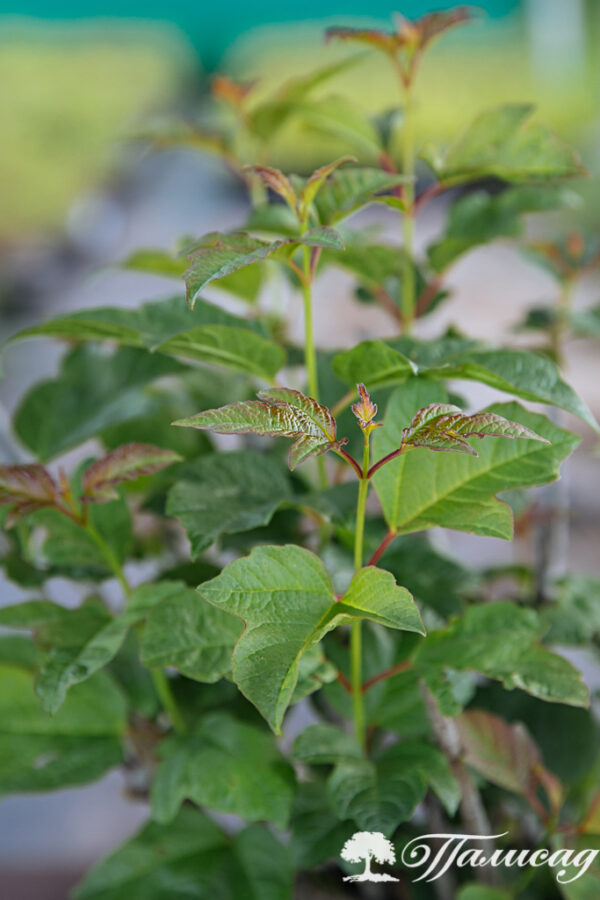 Калина обыкновенная (Viburnum opulus) — изображение 3