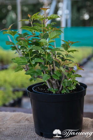 Калина обыкновенная (Viburnum opulus)