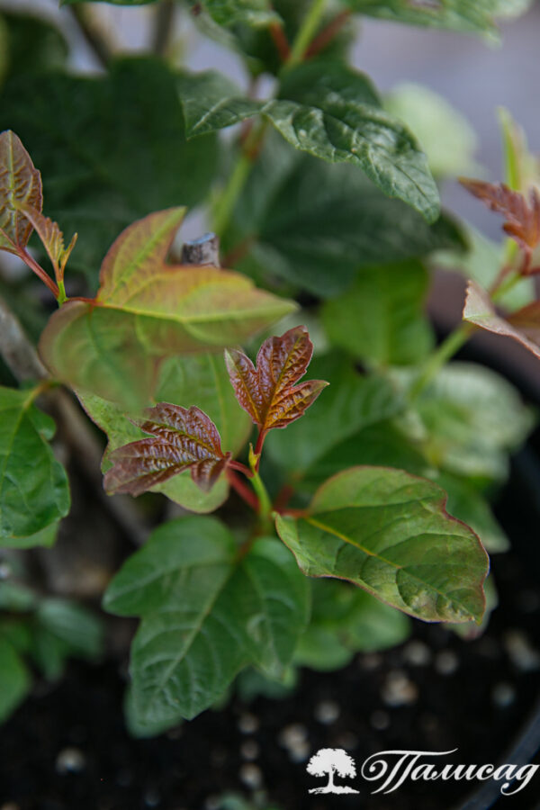Калина обыкновенная (Viburnum opulus) — изображение 5