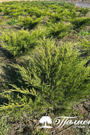 Можжевельник средний Минт Джулеп