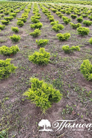 Можжевельник средний "Олд Голд"