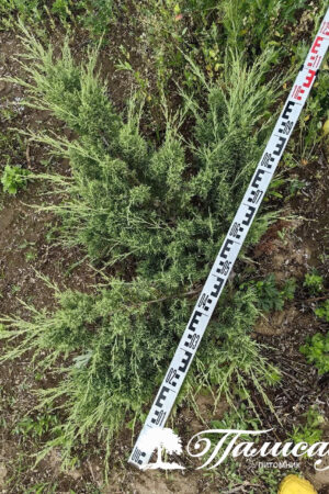 Можжевельник виргинский "Хетц"