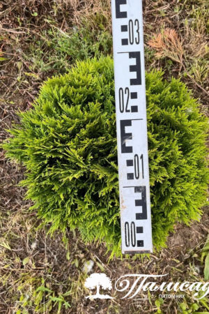 Туя западная "Даника"