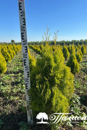 Туя западная "Голден Смарагд"